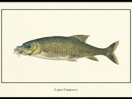 Labeo Umbratus on Sale