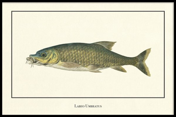 Labeo Umbratus on Sale